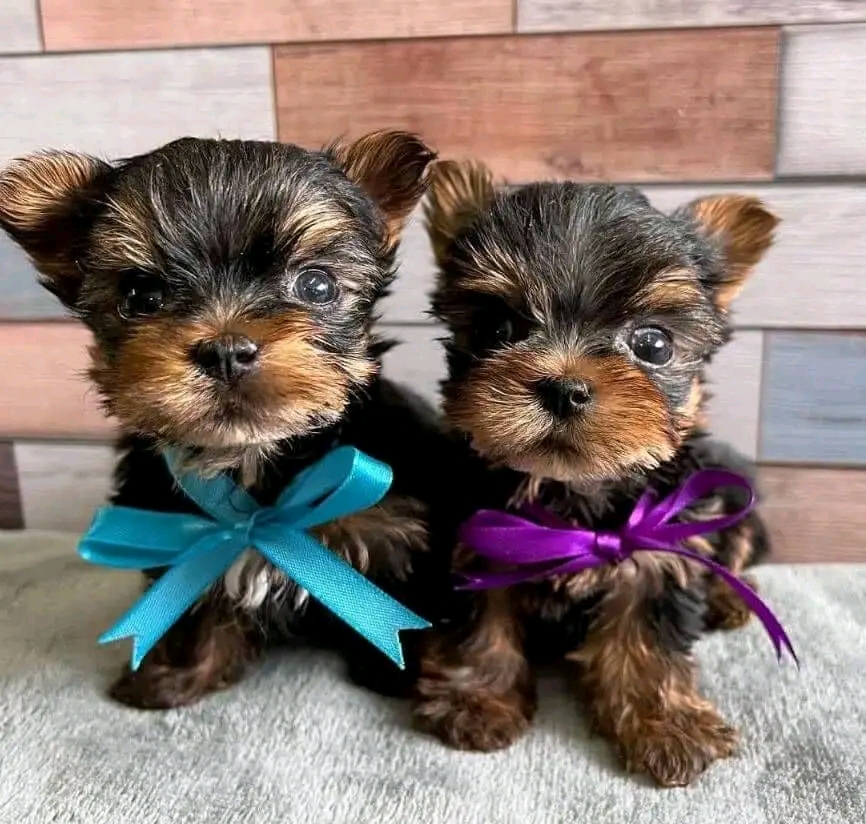 Yorkie puppies availabe for sale