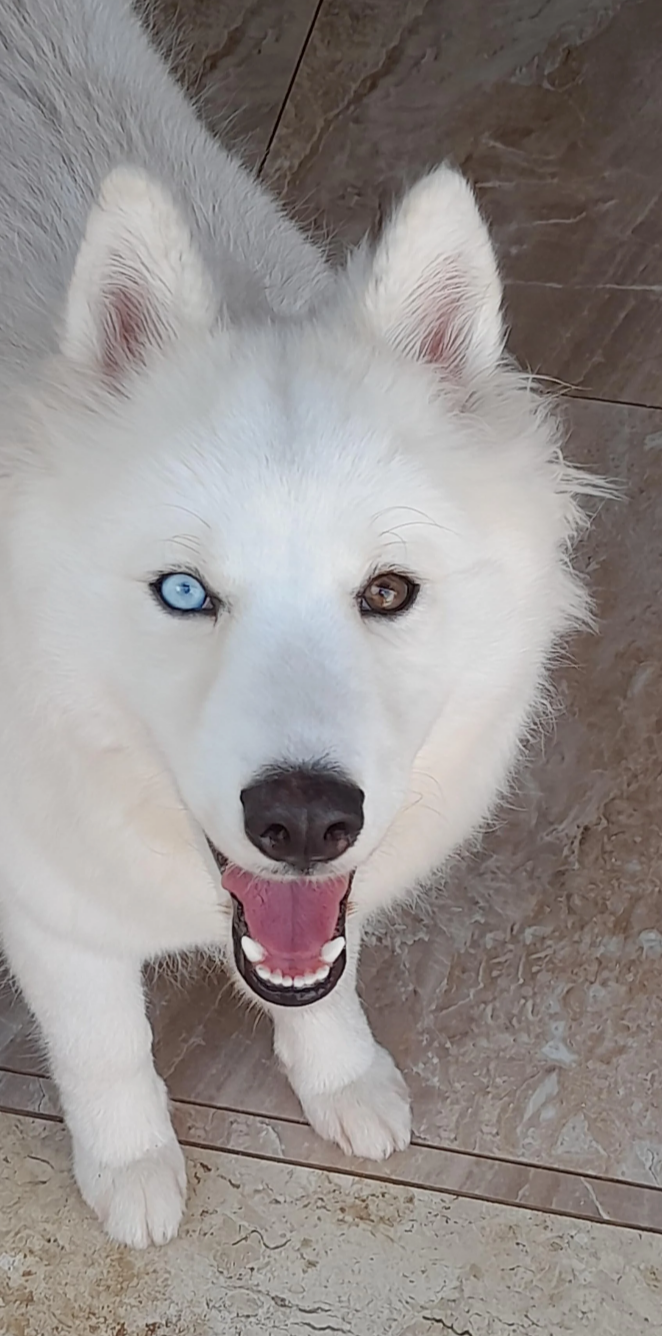 1 year old husky