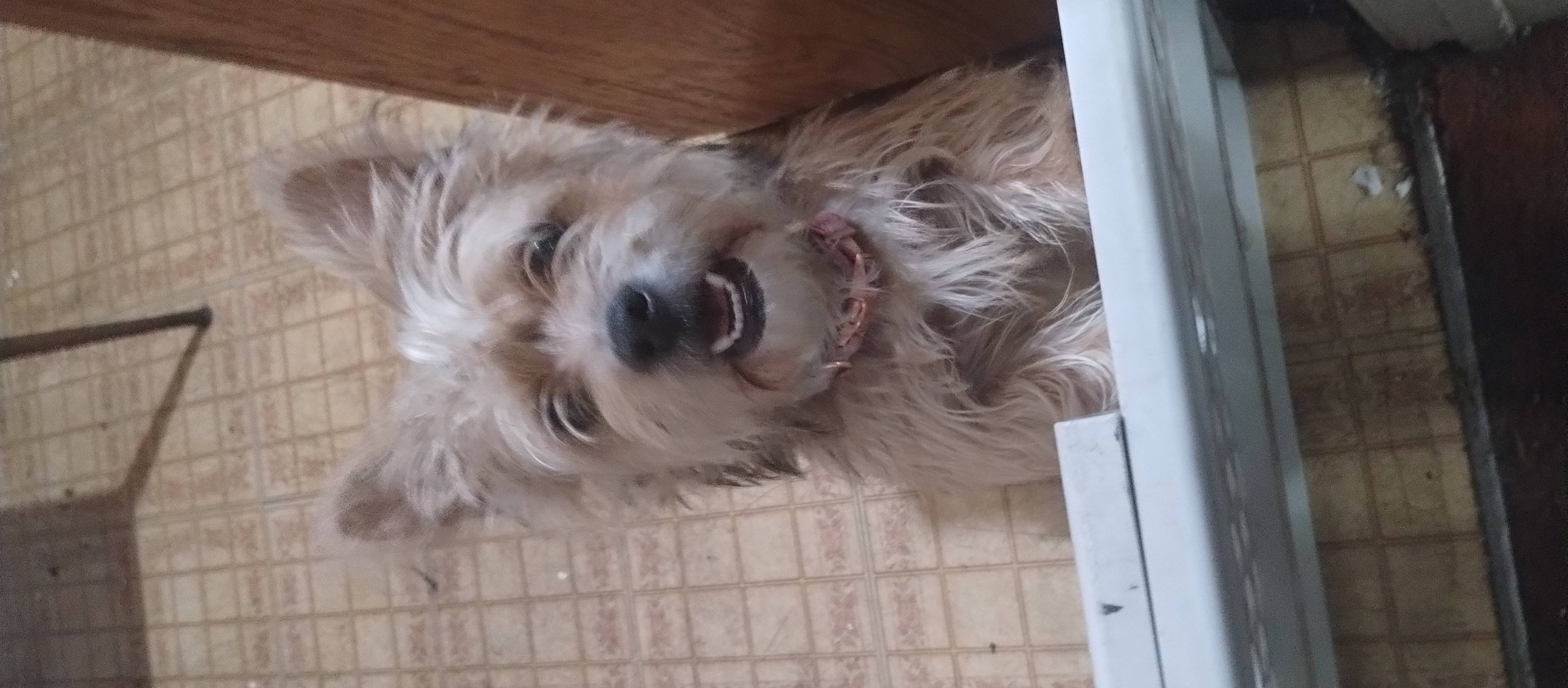 Yorkie Terrier