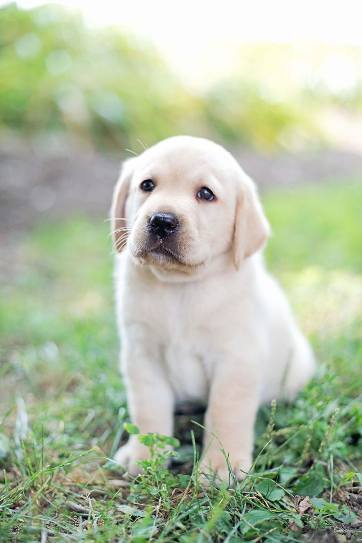 male puppy so playful